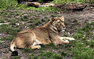 brown lioness during daytime